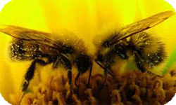 Жёлтая кавказская порода пчел